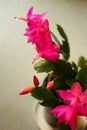 Intensely pink Christmas cactus blooms rise from serrated green leaves