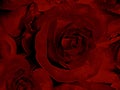 Intensely Red Colored Rose Illustration Royalty Free Stock Photo