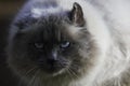 Intensely Staring Fluffy Birman Cat Face