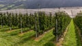 Intensive apple plantations in Val Venosta, Italy, are protected by nets at the top and have irrigation systems for the summer