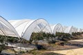 Intensive cultivation of blueberries with plastic-covered crops. Full of greenhouses cultivation in Huelva, Andalusia, Spain