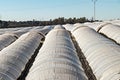 Intensive cultivation field with plastic-covered crops. Full of greenhouses cultivation