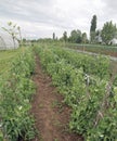 intensive cultivation of green peas