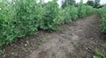 intensive cultivation of peas with organic farming