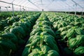 Intensive cultivation portrays basil plants thriving growth environment