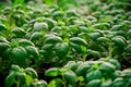 Intensive cultivation portrays basil plants thriving growth environment