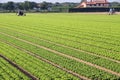 Intensive cultivation of salad in Northern Italy with vegetable