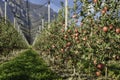 Intensive Fruit Production or Orchard with Crop Protection Nets in South Tyrol, Italy. Apple orchard of variety Royalty Free Stock Photo