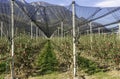 Intensive Fruit Production or Orchard with Crop Protection Nets in South Tyrol, Italy. Apple orchard of variety