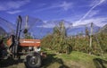 Intensive Fruit Production or Orchard with Crop Protection Nets in South Tyrol, Italy. Apple orchard of variety