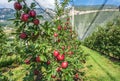 Intensive Fruit Production or Orchard with Crop Protection Nets in South Tyrol, Italy. Apples orchard of new variety