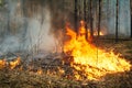 Intensive of ground forest fire in pine stand Royalty Free Stock Photo