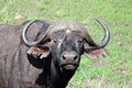 A intensive stare from a African Buffalo