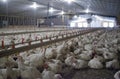 Intensively farmed chickens