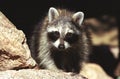 Intent raccoon