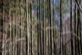 Intentional camera movement creating abstract forest landscape photography Royalty Free Stock Photo