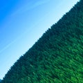 Intentionally crooked aerial view of a dense coniferous forest with an abstract and surreal effect