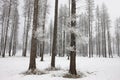 Inter scenic of frost on trees.