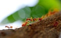 Interaction between ant in ant's colony