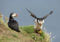 Interaction between Atlantic puffins on a coastal area Royalty Free Stock Photo