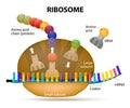 Interaction of a Ribosome with mRNA. ribosomes work to make a pr Royalty Free Stock Photo