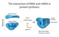 The interaction of tRNA and mRNA in protein synthesis