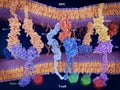 Activation and inhibition of the immune response on T-cells