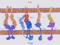 Membrane proteins involved in the activation and inhibition of