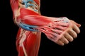 An interactive 3D representation emphasizing pain inflammation in joints, as well as interaction between bones, muscles