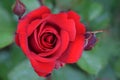 Interama Red Rose Flower on Stem Royalty Free Stock Photo