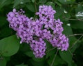 Intercalated lilac Royalty Free Stock Photo