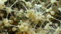 The interconnected network of mycelium branching out and exploring its environment in search of nutrients and