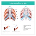 Intercostal muscles human. Illustration info graphic.