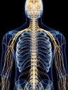 The intercostal nerves