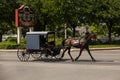 Amish Horse Buggy in Summer Royalty Free Stock Photo