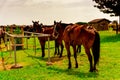 Unhitched Amish Horses