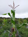 intercropping corn and chili plants Royalty Free Stock Photo
