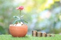 Interest rate up and Banking concept, Plant growing on stack of coins money in flowerpots on green background, investment and Royalty Free Stock Photo