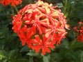 Interest red garden flowers of spheric shape close-up.