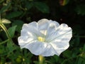 Interest white flower of Petunya on the sun. Royalty Free Stock Photo