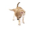 Interested chihuahua puppy looking down isolated Royalty Free Stock Photo