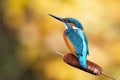 Interested common kingfisher perched in nature from back view Royalty Free Stock Photo
