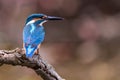 Interested common kingfisher, alcedo atthis, perched in nature from back view. Attractive male bird with bright blue Royalty Free Stock Photo