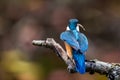 Interested common kingfisher, alcedo atthis, perched in nature from back view. Attractive male bird with bright blue Royalty Free Stock Photo