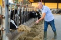 Older livestock farm worker feeding cows in open cowshed