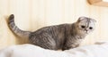 Interested gray scottish fold cat sitting on back of sofa Royalty Free Stock Photo