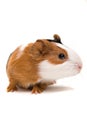 Interested guinea-pig Royalty Free Stock Photo