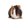 Interested guinea-pig frontal