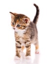 Interested kitten on a white background in the studio. Royalty Free Stock Photo