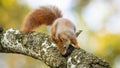 Interested red squirrel sniffing on branch in autumn. Royalty Free Stock Photo